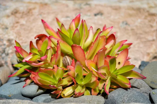 Close-up of  Crassula capitella ina  farm garden  . — Stock Photo, Image