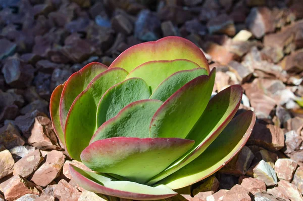 Close-up of   silver dollar plant  in the garden of a farm . — Stock Photo, Image