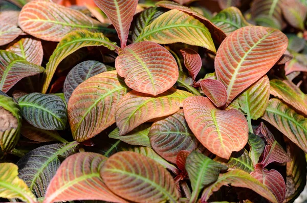 Folhas fechadas de Hoffmannia refulgens durante a primavera  . — Fotografia de Stock