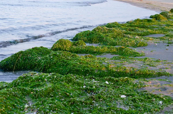 Gros plan pile d'algues vertes au bord de la mer. Menace d'invasion d'algues . — Photo