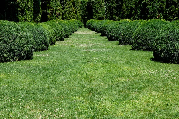 Ağaçlar farklı yuvarlak şekillerde kesilmiş botanik parkı. .