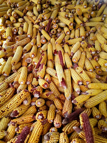 Heap of corn harvested in the barn