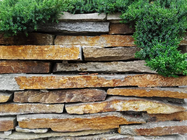 Garden decorative natural stone wall fence  with evergreen tree