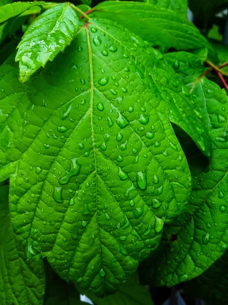 Yeşil yaprakların etrafını yağmur damlaları kaplıyor.