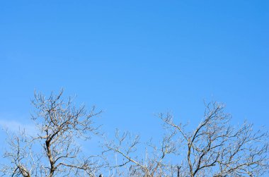 Sonbahar arkaplanı. Mavi gökyüzünün arka planında yapraksız kuru dallar .