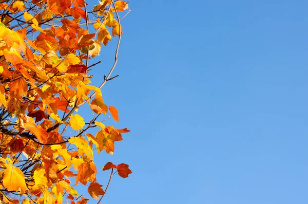Sarı ağaçlar ve güneşli güzel sonbahar manzarası. Parkta renkli yapraklar var. Düşen yapraklar doğal arkaplan