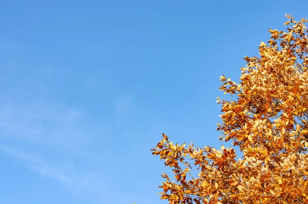 Rostiga gula träd i skogen under höstsäsongen . — Stockfoto