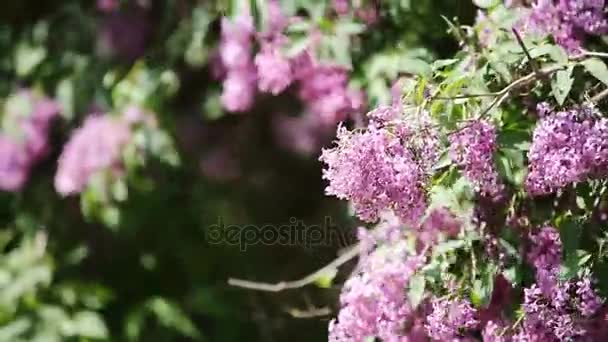 Крупним планом маленька дівчинка насолоджується запахом фіолетових квітів у парку . — стокове відео