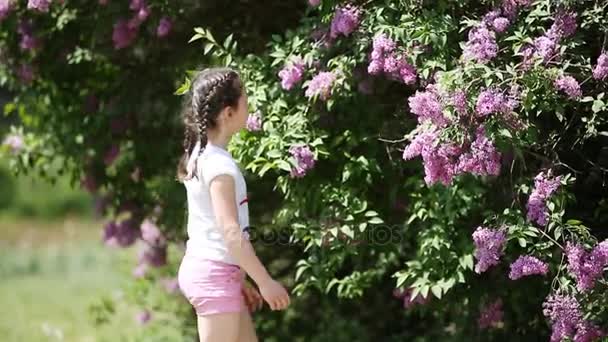 Niedliches kleines Mädchen schnüffelt an violetten Blumen im Park an einem sonnigen Sommertag. — Stockvideo