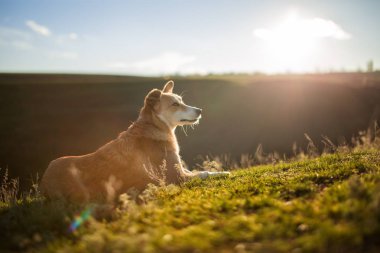 kırmızı-beyaz köpek hill ve gökyüzü arka plan üzerinde çim döşeme