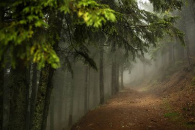 Dağın eteklerinde bir karanlık çam ormanda iz. Karpatlar, Europe. Güzellik dünya.