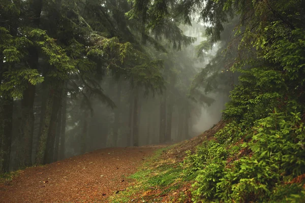 Dağın eteklerinde bir karanlık çam ormanda iz. Karpatlar, Europe. Güzellik dünya.