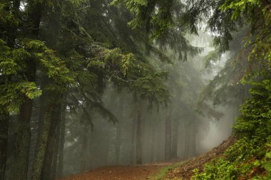 Puslu çam ormanı bir doğa rezerv dağ yamacında