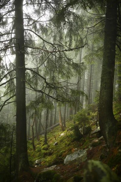 Misty pine forest on the mountain slope in a nature reserve — Stock Photo, Image