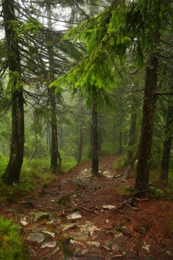 Puslu çam ormanı bir doğa rezerv dağ yamacında