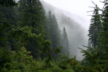 Puslu çam ormanı bir doğa rezerv dağ yamacında