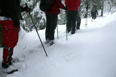 Parkur üzerinde kar iz kış ormandaki grubu