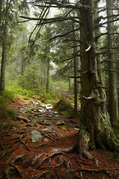 Stock image Strong beautiful fog in the forest