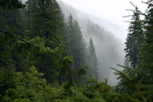 Puslu çam ormanı bir doğa rezerv dağ yamacında
