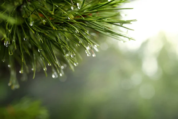 Strong beautiful fog in the forest — Stock Photo, Image