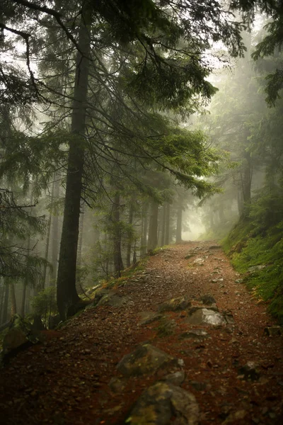 çam ağaçlarının bir ormandaki sis ile dikey fotoğraf