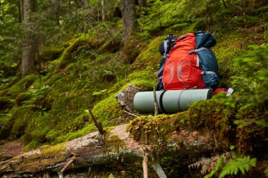 Sırt çantası ormandaki ahşap Bank seyahat. Açık Yolculuk tutkusu öğeleri. Seyahat, turizm ve kamp malzemeleri.