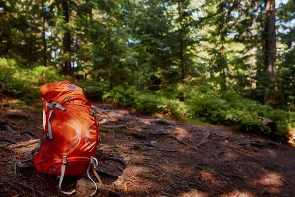 Levensstijl moderne rugzak buiten in het bos wandelen. Blauwe rugzak voor reizen op de rots en boom in het bos. — Stockfoto