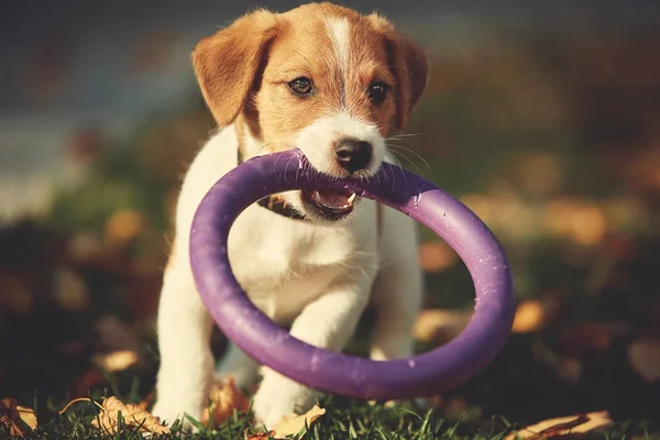 Cane razza Jack Russell Terrier giocare nel parco autunnale — Foto Stock