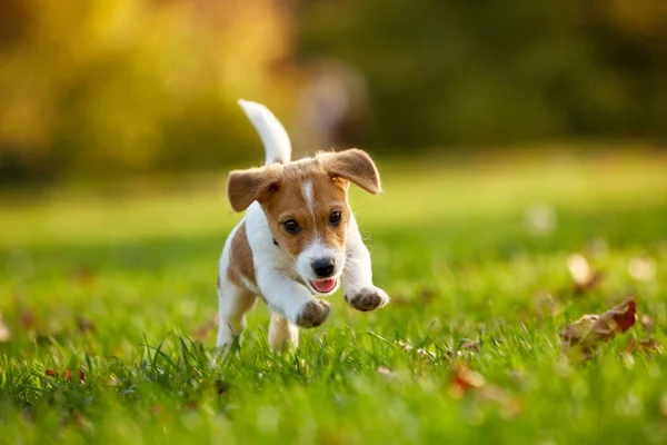 Cane razza Jack Russell Terrier giocare nel parco autunnale — Foto Stock