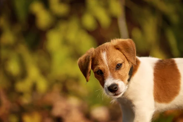 Hunderasse Jack Russell Terrier spielt im Herbstpark — Stockfoto