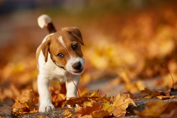 狗品种杰克罗素梗在秋季公园玩耍 — 图库照片