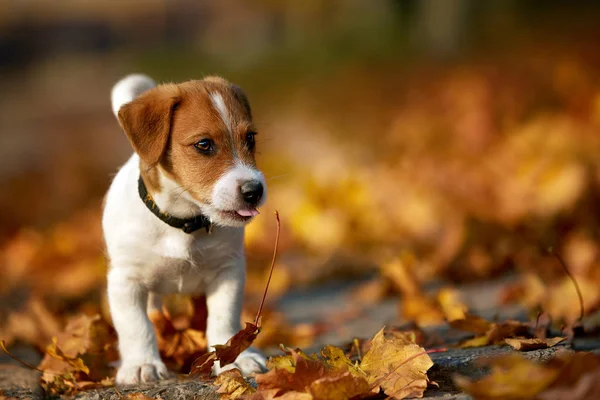 Cane razza Jack Russell Terrier giocare nel parco autunnale — Foto Stock