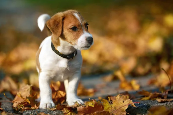 Köpek doğurmak Jack Russell Terrier sonbahar parkta oynarken — Stok fotoğraf