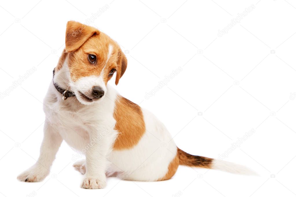 Jack russell terrier puppy portrait. Image taken in a studio.