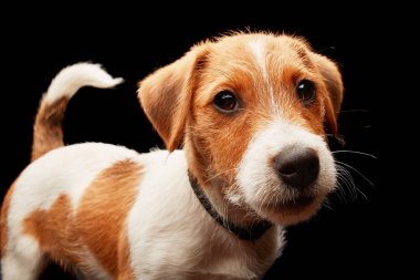 Siyah arka plan üzerinde poz şirin Jack Russell terrier köpek yavrusu. Stüdyo vurdu.