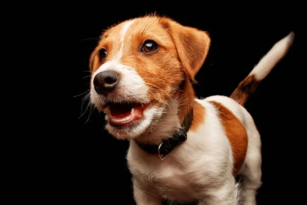 Niedlichen Jack Russell Terrier Welpen posiert über schwarzem Hintergrund. Studioaufnahme. — Stockfoto