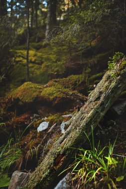 Gizemli orman, garip ağaçlar, kökleri ve yosunlu kayalar