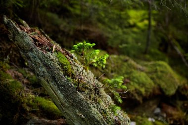 Gizemli orman, garip ağaçlar, kökleri ve yosunlu kayalar