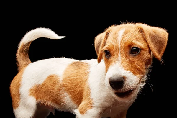 Jack Russell terrier sits in front of black background. — Stock Photo, Image