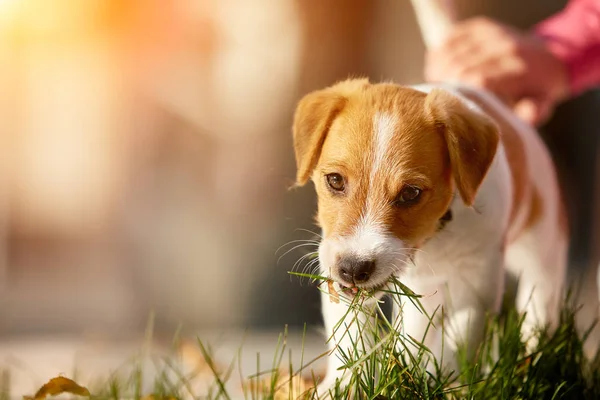 Cane razza Jack Russell Terrier a piedi nel parco — Foto Stock