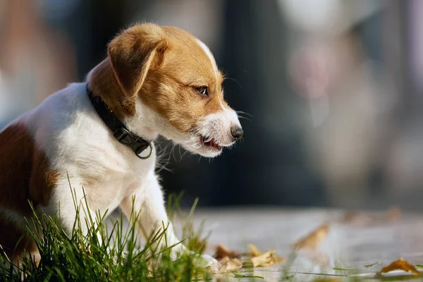 Köpek doğurmak Jack Russell Terrier parkta yürüyüş — Stok fotoğraf