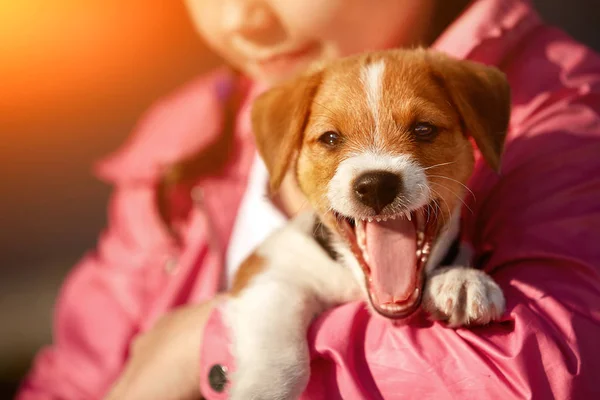 Jack Russell terrier dog jumping, su un campo con erba verde nella foresta. Ragazza giocare con cane . — Foto Stock