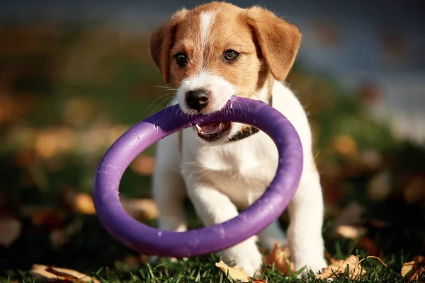 Köpek doğurmak Jack Russell Terrier parkta yürüyüş — Stok fotoğraf