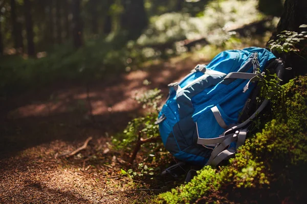 Hiking, camping equipment, backpacks lying in front of huge tree, forest nature on background — Stock Photo, Image