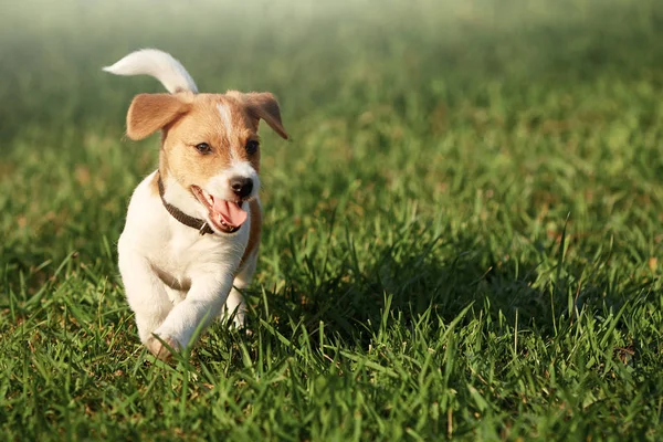 Felice cucciolo in erba scopre il mondo jack russell terrier — Foto Stock