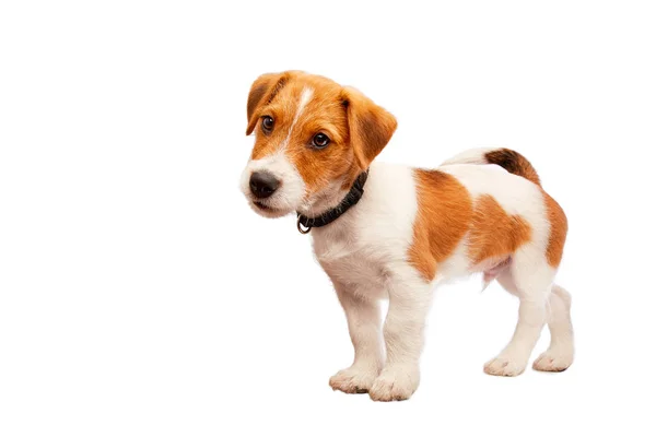 Jack Russell terrier retrato de cachorro. Imagem tirada num estúdio . — Fotografia de Stock