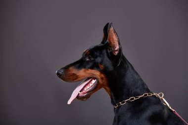 Doberman Studio karanlık bir arka plan üzerinde