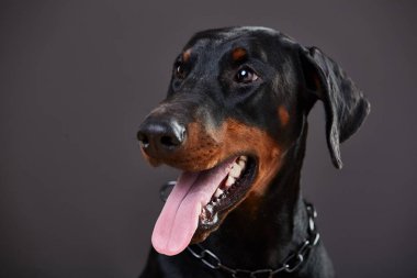 Doberman Studio karanlık bir arka plan üzerinde