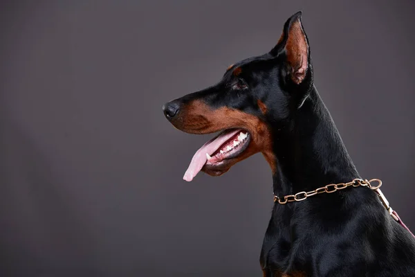 Doberman sobre un fondo oscuro en el estudio — Foto de Stock