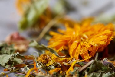 Motley çimen ışık dokulu arka plan, yakın çekim, alan, seçici odak, makro sığ derinliği